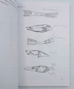 Graficzne repetytorium z anatomii Bogusław Marecki. Krystyna Cieślik.