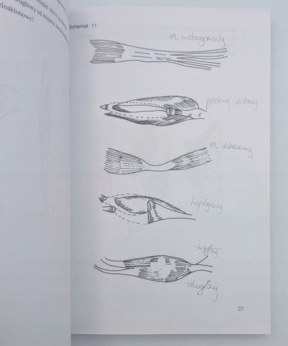 Graficzne repetytorium z anatomii Bogusław Marecki. Krystyna Cieślik.
