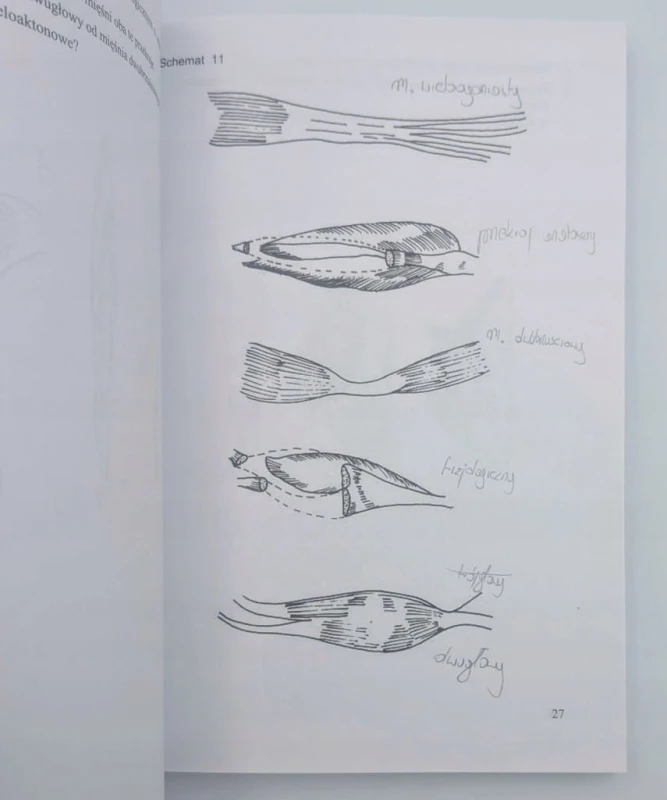 Graficzne repetytorium z anatomii Bogusław Marecki. Krystyna Cieślik.