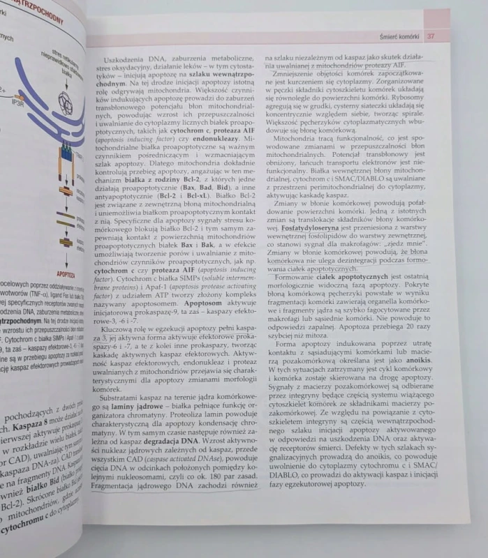 Histologia podręcznik dla studentów medycyny i stomatologii praca zbiorowa
